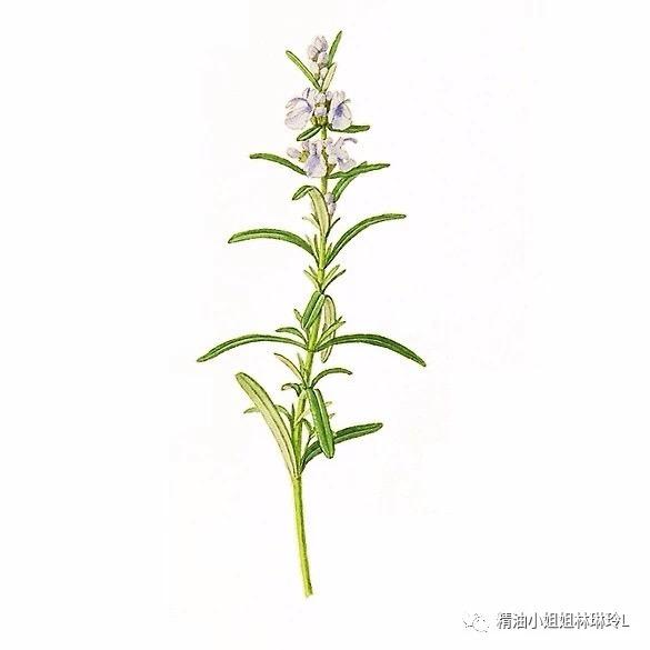 记忆之草迷迭香