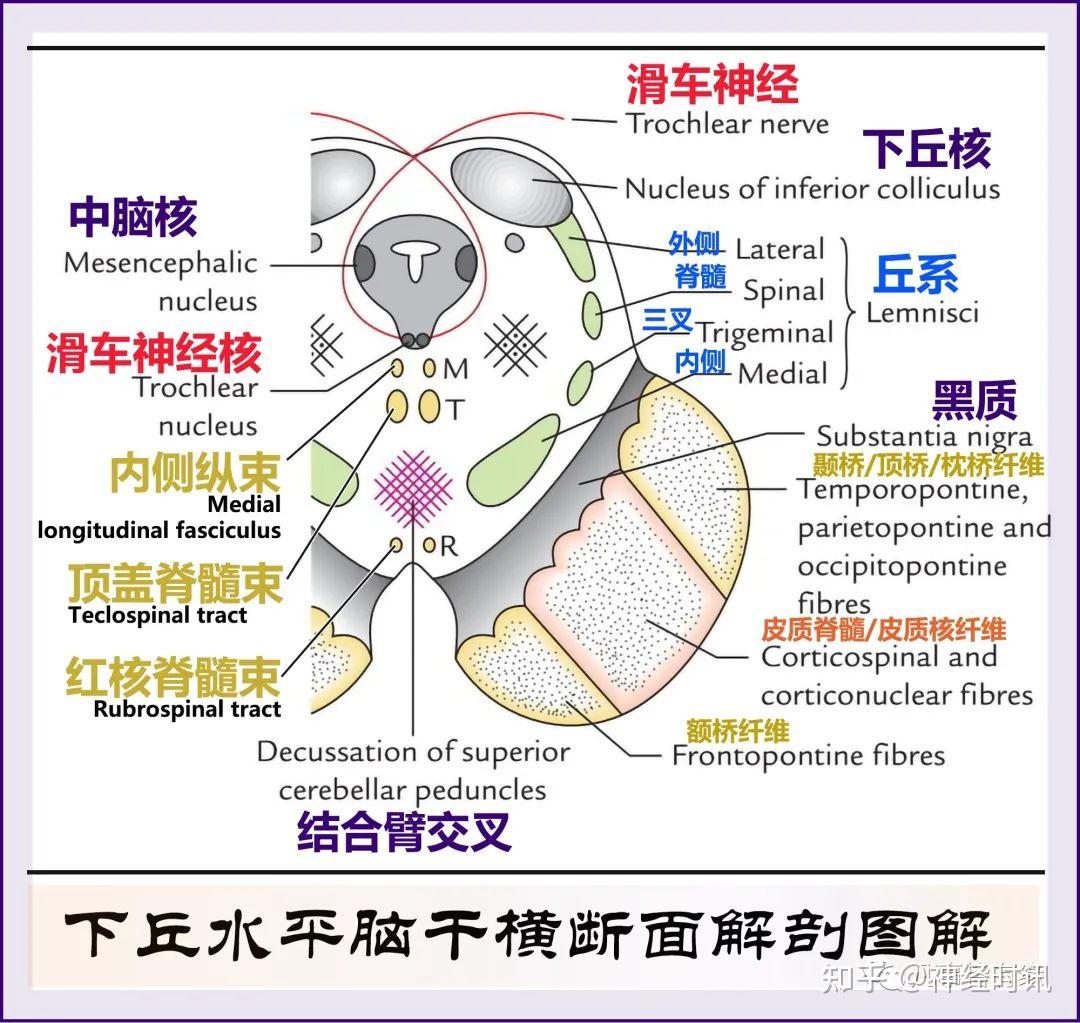 四叠体【神经功能解剖】 - 知乎