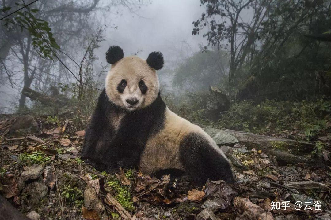 如果一個人快要餓死了,看見一隻熊貓,剛好是世界上最後一隻,吃了罰嗎?