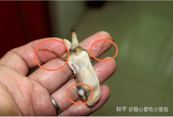 另外,蛏子内部还有一条晶杆,属于它的消化器官,很多人以为是寄生虫