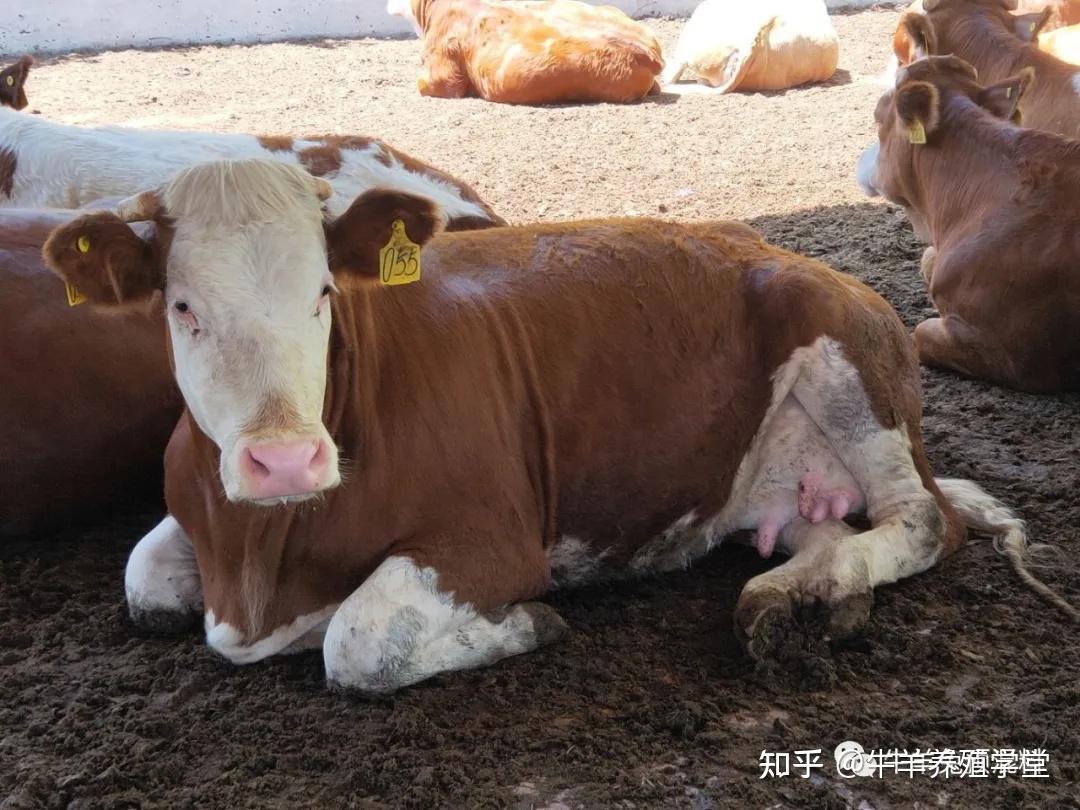 哺乳期母牛饲料配方，哺乳期母牛一天喂多少料合适？本文为你解答_时候_什么_营养