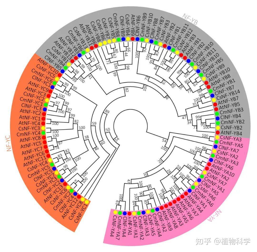 The Crop Journal 西北农林科技大学鉴定葫芦科NFY基因家族并揭示ClNFYB9在种子发育中的功能 知乎