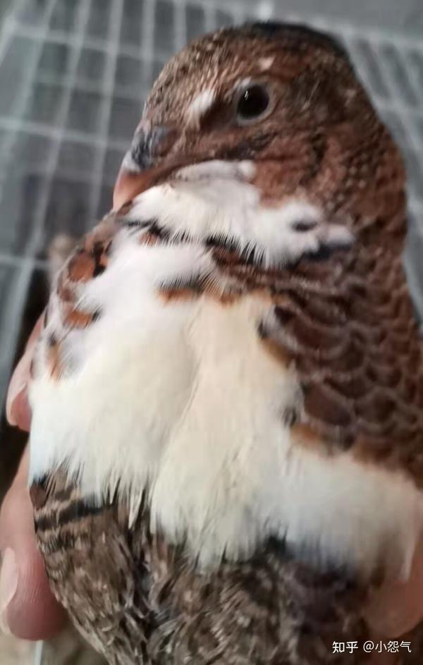 佛性孵化白沙维鹌鹑 21 10 26更新 满月 知乎 佛性孵化白沙维鹌鹑 21 10 26更新 满月 知乎