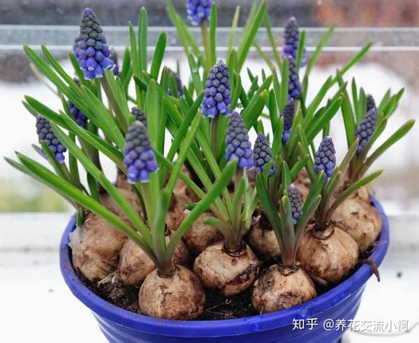 带你走进球根植物大世界,品种丰富,栽种有技巧,养护指南教给你 - 知乎