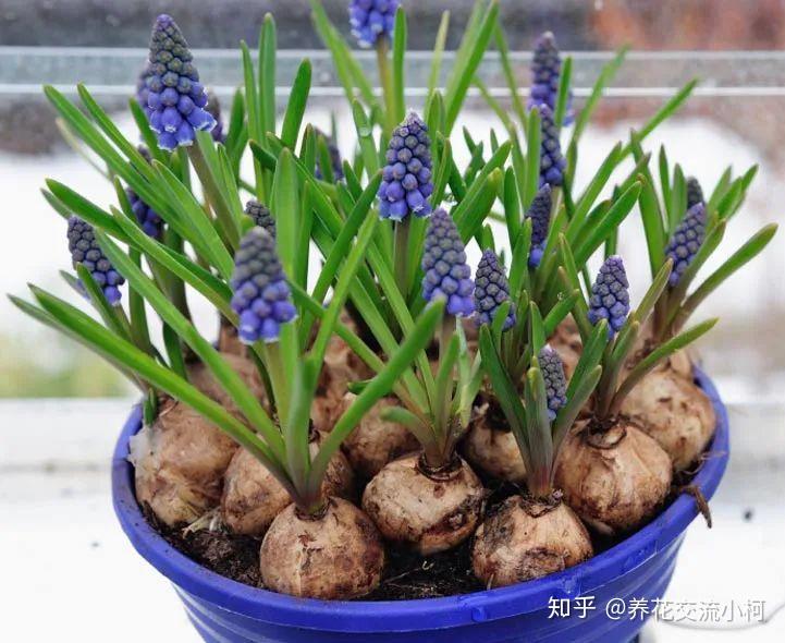 带你走进球根植物大世界,品种丰富,栽种有技巧,养护指南教给你 - 知乎