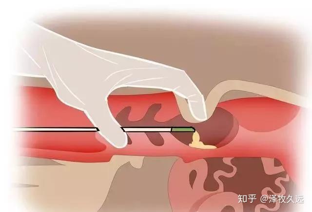 牛人工授精方法和步骤图片