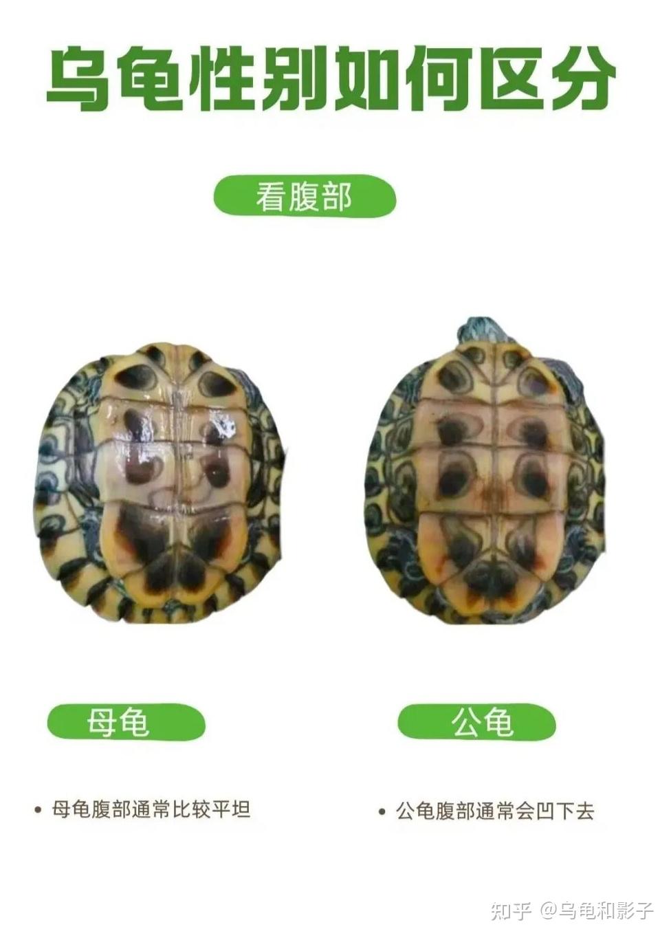 养龟必看:3步分清乌龟“公母”,新手也能一次学会 - 知乎