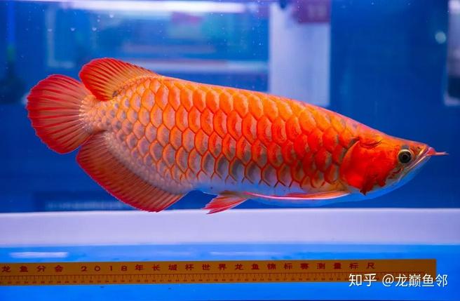 鱼邻谈红龙鱼的挑选与鉴赏