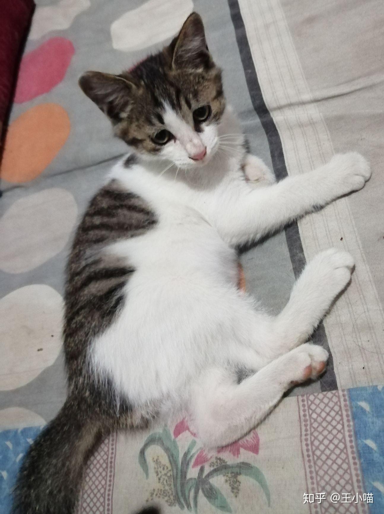 家里马上要来一只刚过一个月的土猫,请问我应该注意什么?