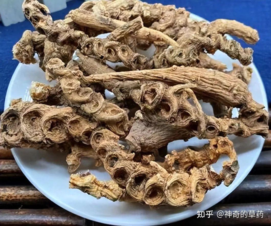 竹节参的图片欣赏图片