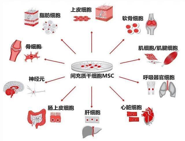 可以在不同的環境中誘導分化成體內幾乎任何細胞類型