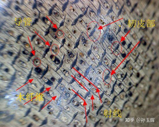 沉香的整体结构