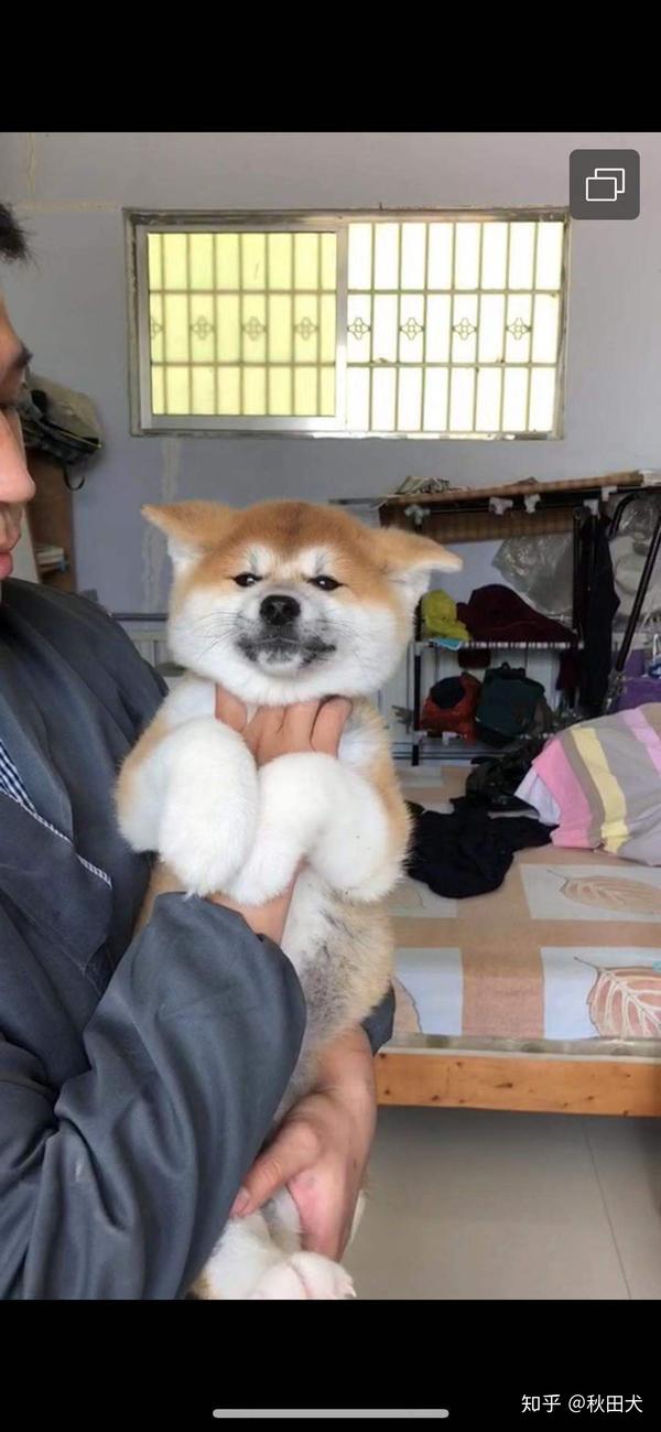 如何判断秋田犬照片和视频 知乎 如何判断秋田犬照片和视频 知乎