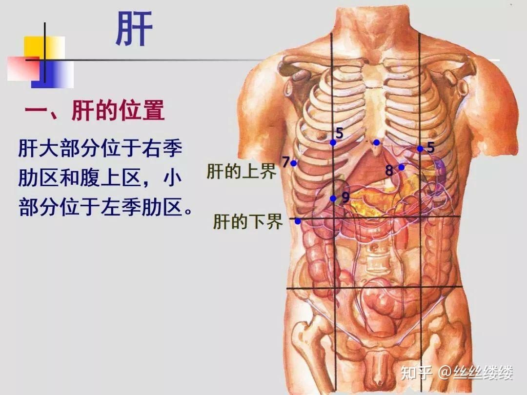 不是解剖上肝肺位置