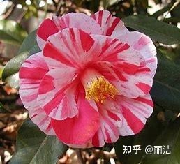 日本椿（Tubaki)的介绍 - 知乎