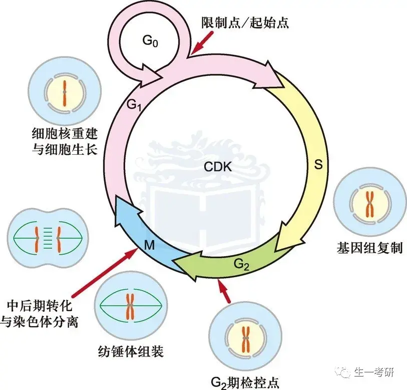 也称静止期细胞,这类细胞会暂时脱离细胞周期,停止细胞分裂,但仍然