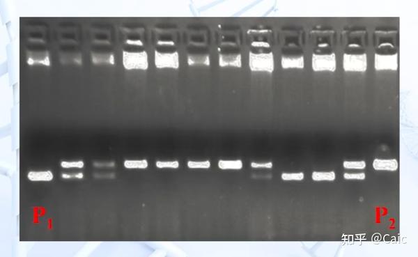 遗传学_8 数量性状的遗传 - 知乎