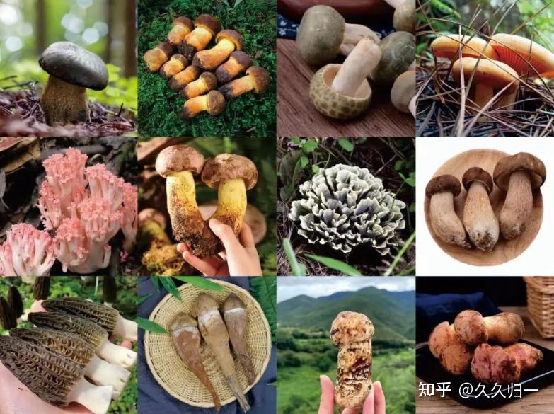 云南野生菌大揭秘:这5种野生菌,可称之为山珍 - 知乎