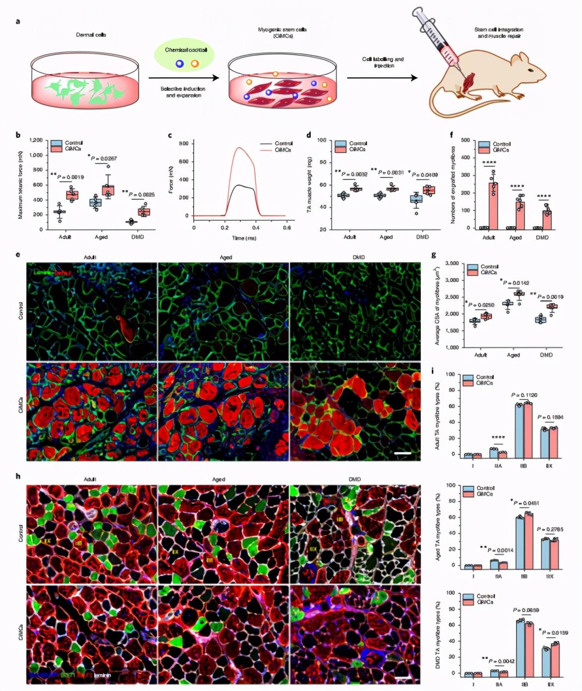 中国科学家领衔团队实现肌肉干细胞体内外高效扩增,已获专利或可实现