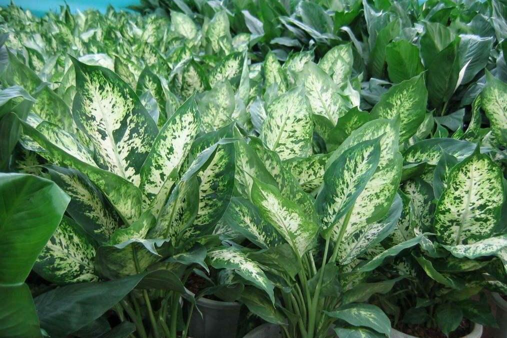 植物非试管高效快繁——花叶万年青- 知乎