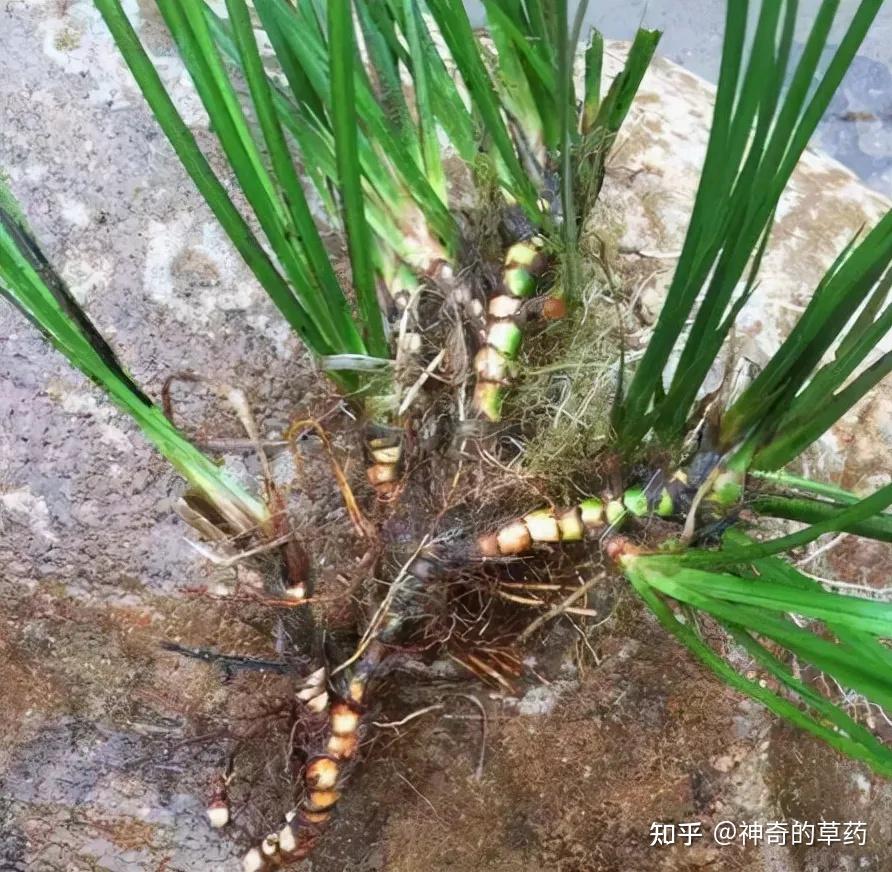 中药材:石菖蒲