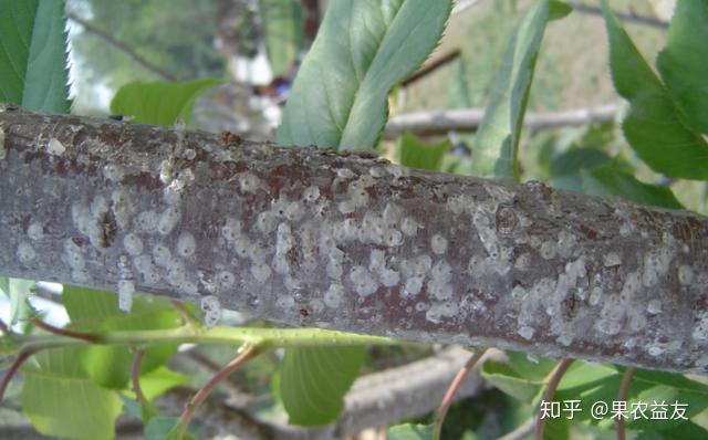 果树介壳虫冥顽不灵抓住关键时期用对措施彻底防治