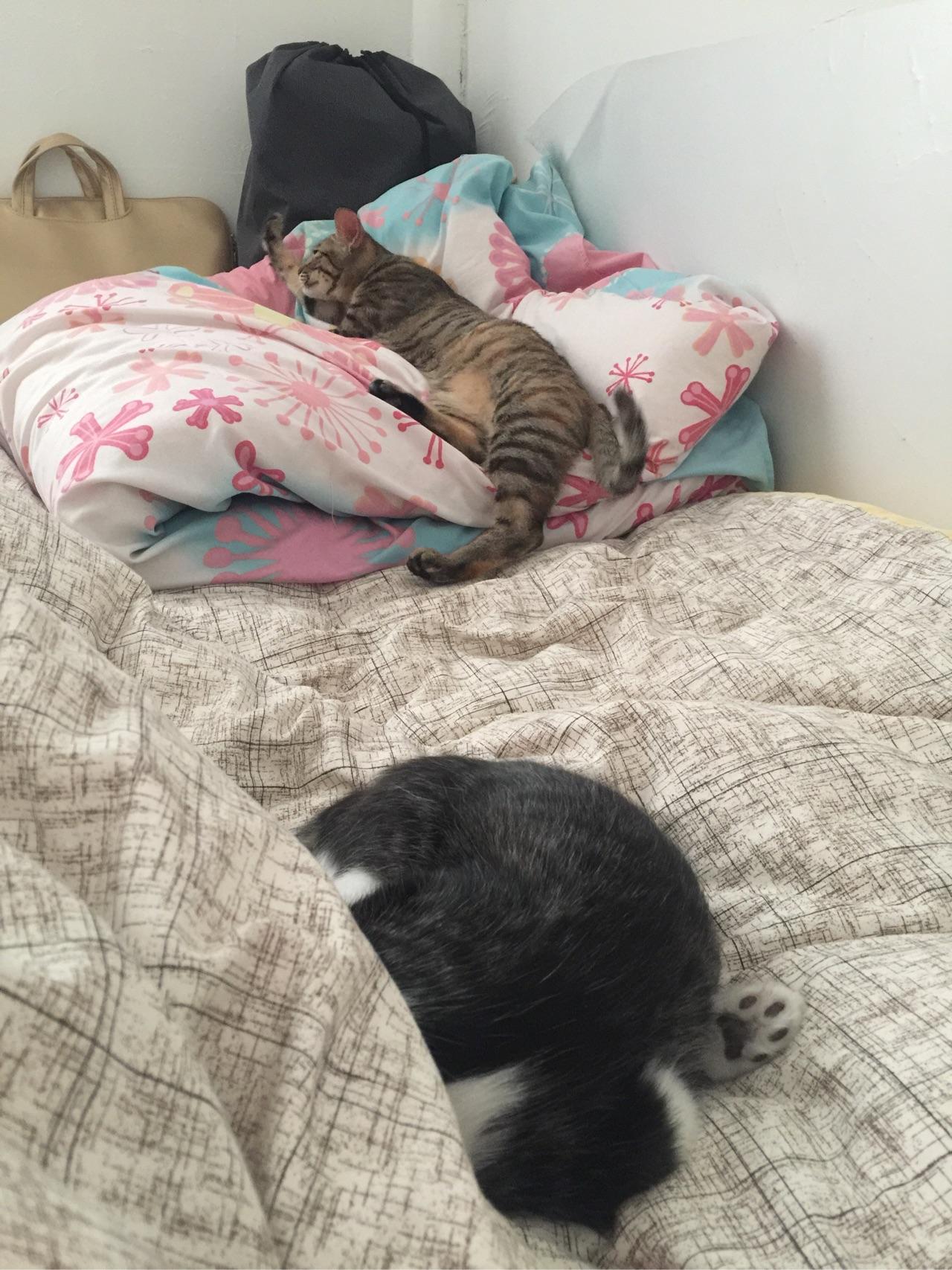 猫奴们可以用图片或者小视频展示一下吸猫的日常吗