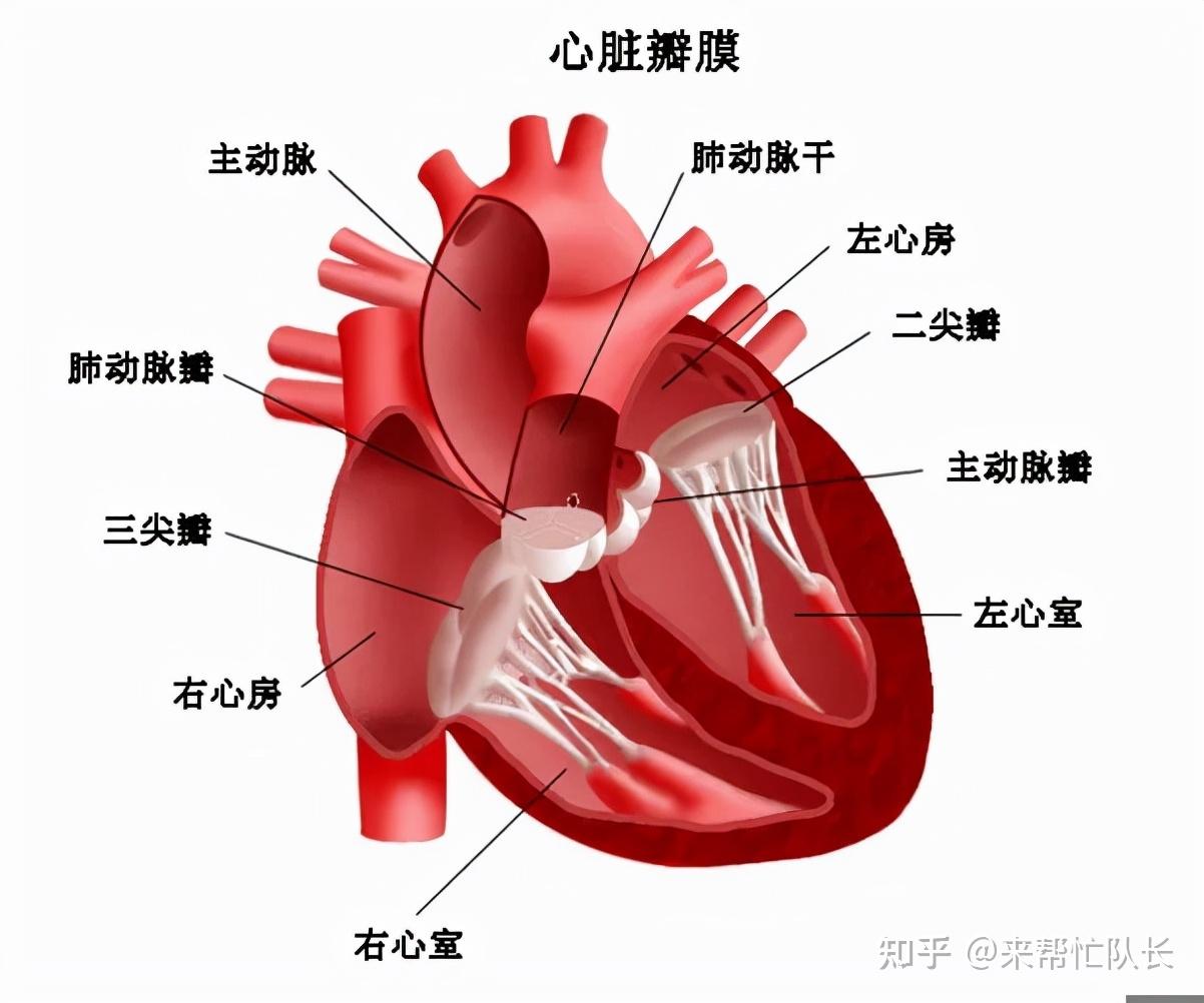 慢性心包炎是什么原因造成的?有哪些症状表现?如何治疗?