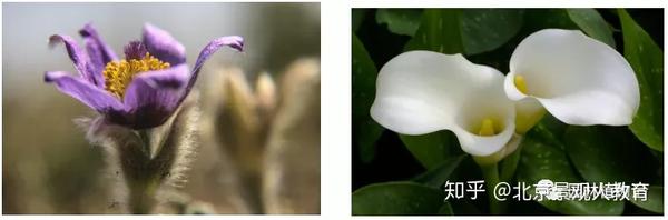 园林植物 考点 球根花卉 球根花卉的类型 爱在网 园林植物 考点 球根花卉 球根花卉的类型 爱在网