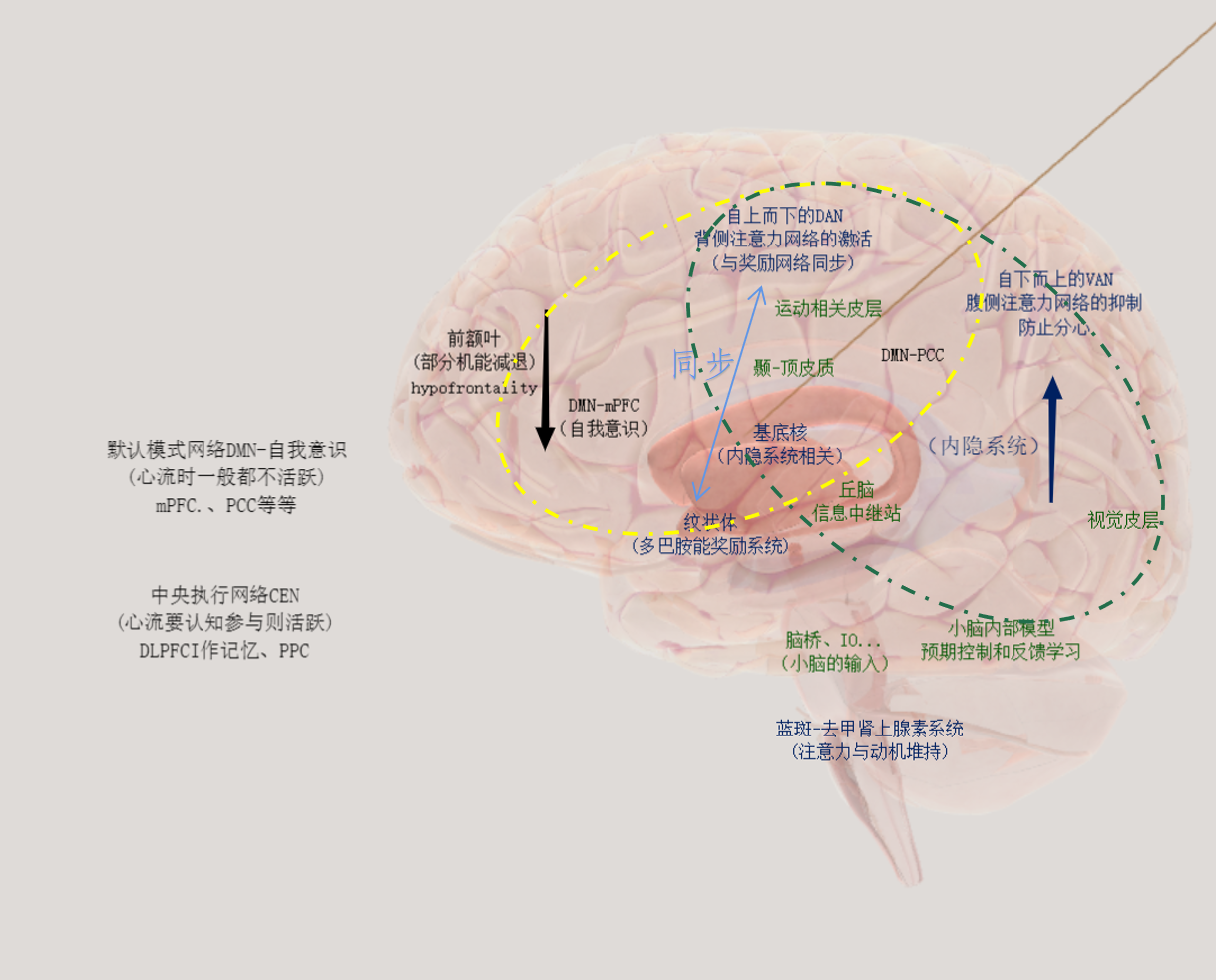 何以心流？——从THH到STF：心流的神经网络机制 - 知乎