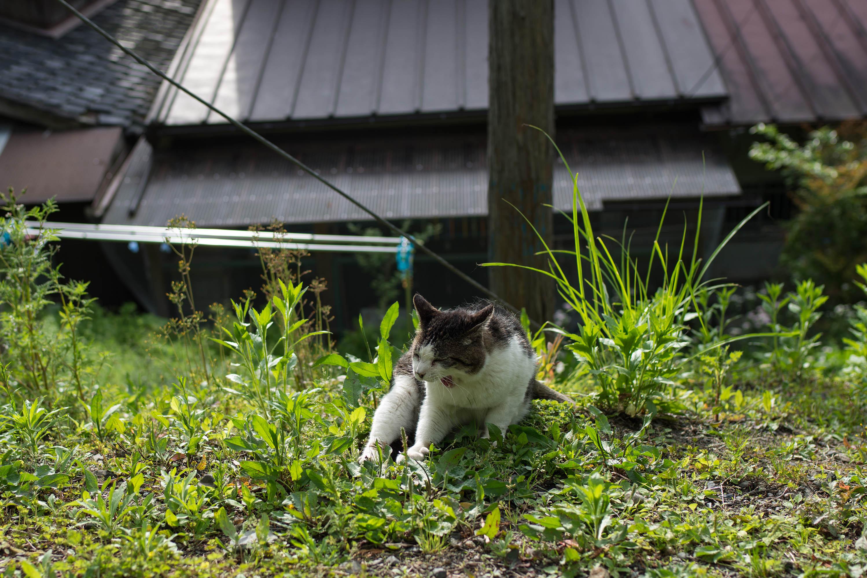 那些年在日本撸过的猫 知乎