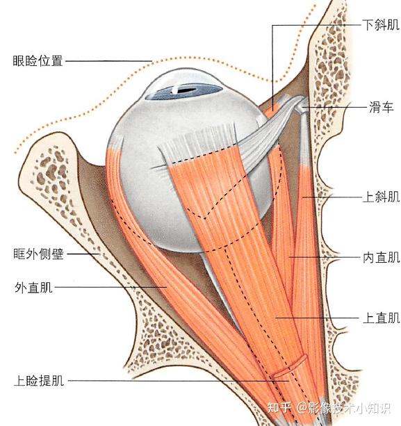 眼的CT解剖 - 知乎