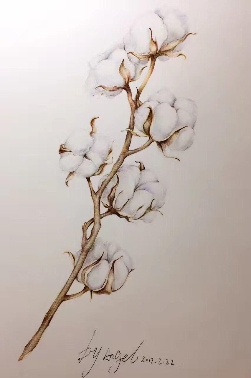 成人美术 | 彩铅入门教程 | 如何画出棉花软绵绵的感觉 - 知乎