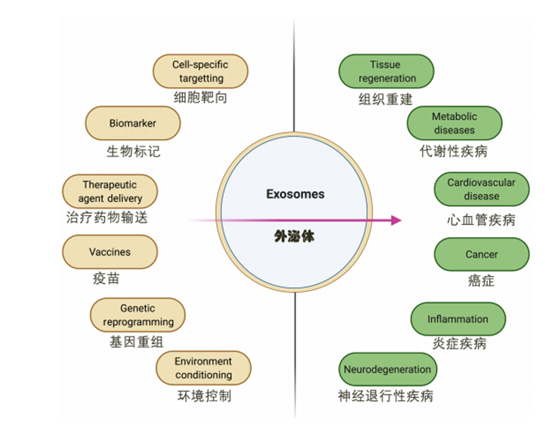 外泌体示意图图片