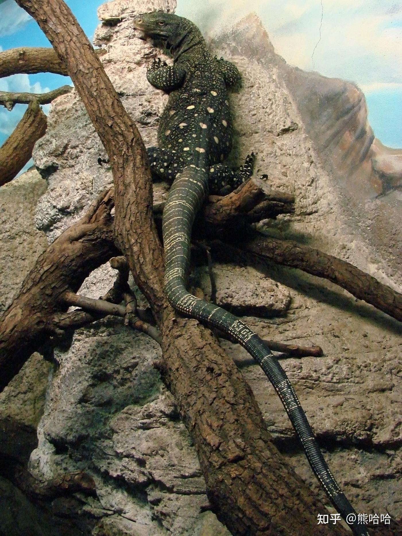 世界上最大的蜥蜴有哪些