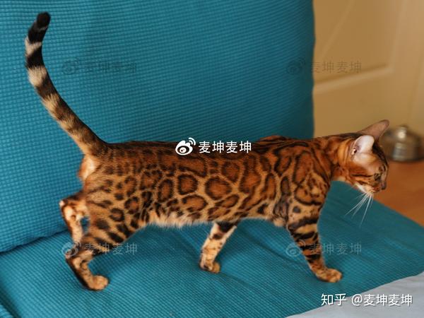 孟加拉豹猫各类花纹pattern超级详解