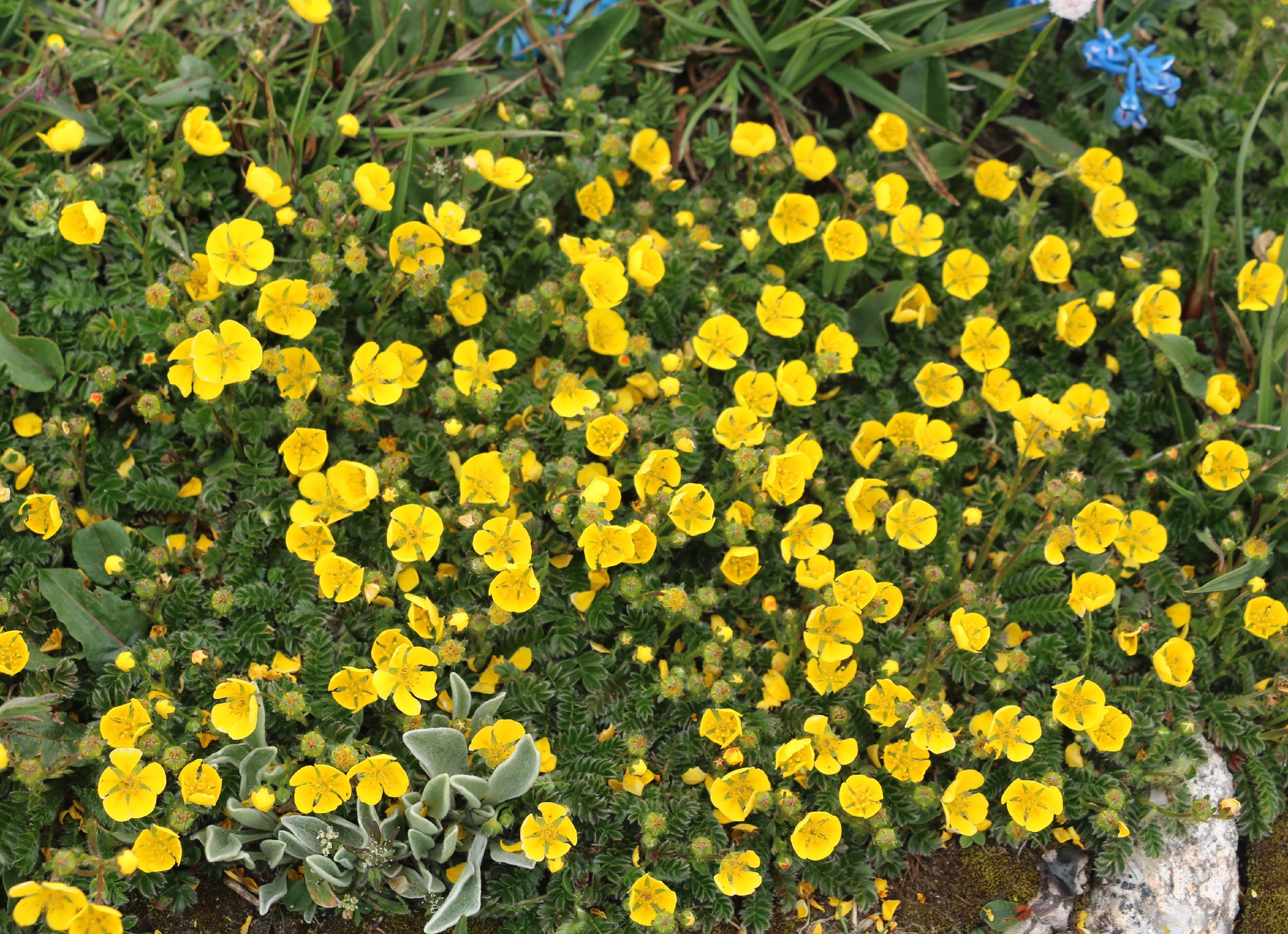 金露梅(potentilla fruticosa)(门源岗什卡)银露梅(potentilla glabra