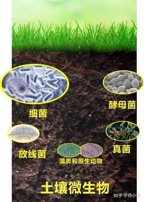 土壤微生物种群和数量的下降就给土壤病害的生长繁殖带来了机会,紧接