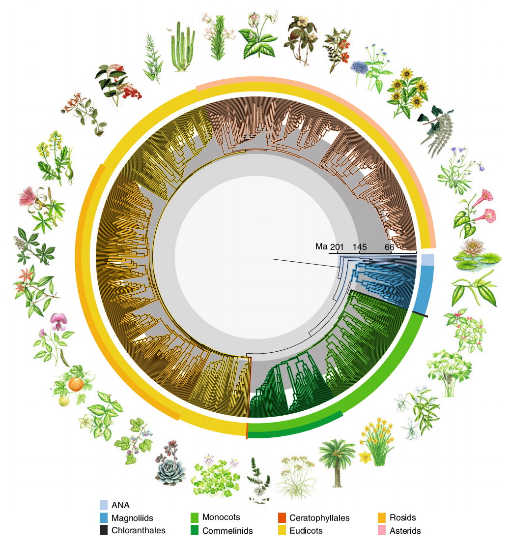 系统树长分支与被子植物演化的关系 - 知乎