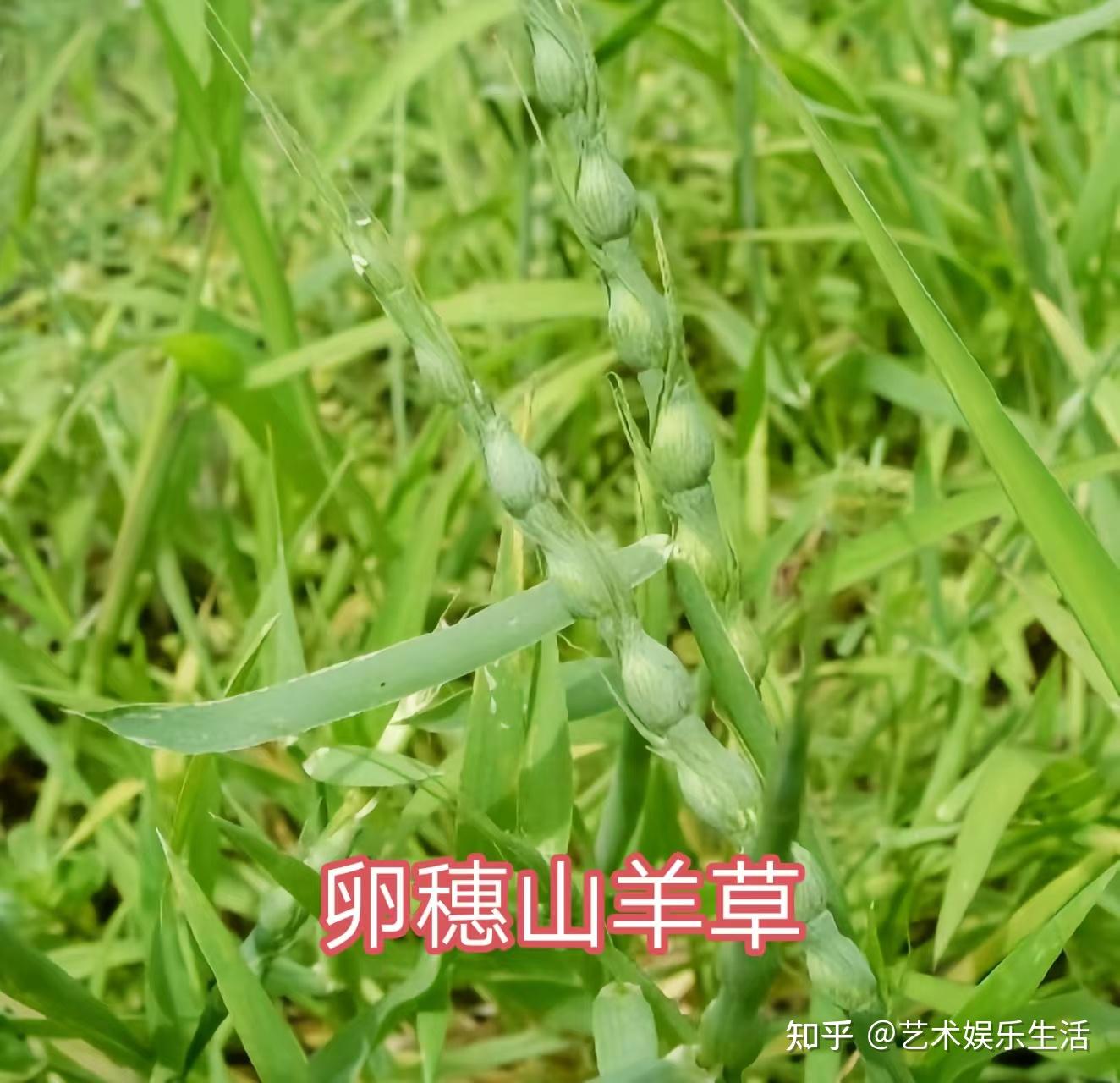 禾本科早熟禾亚科的72种代表植物 - 知乎