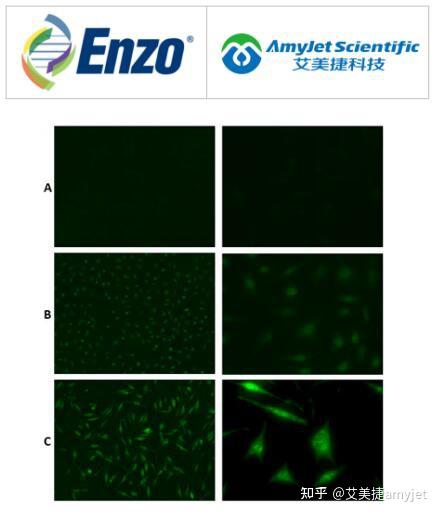 Enzo Life Sciences enzo-life-sciences