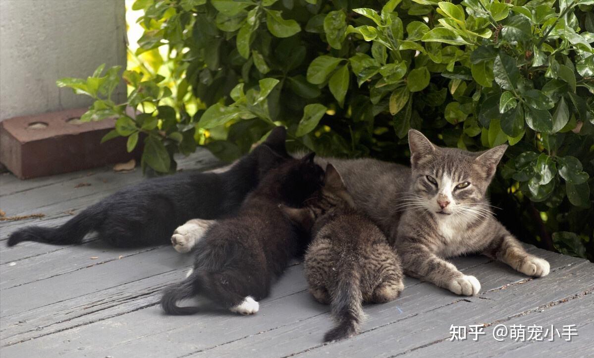 猫界“弃养率”高的几种猫，爱它就别抛弃它，太让人心疼了 - 知乎