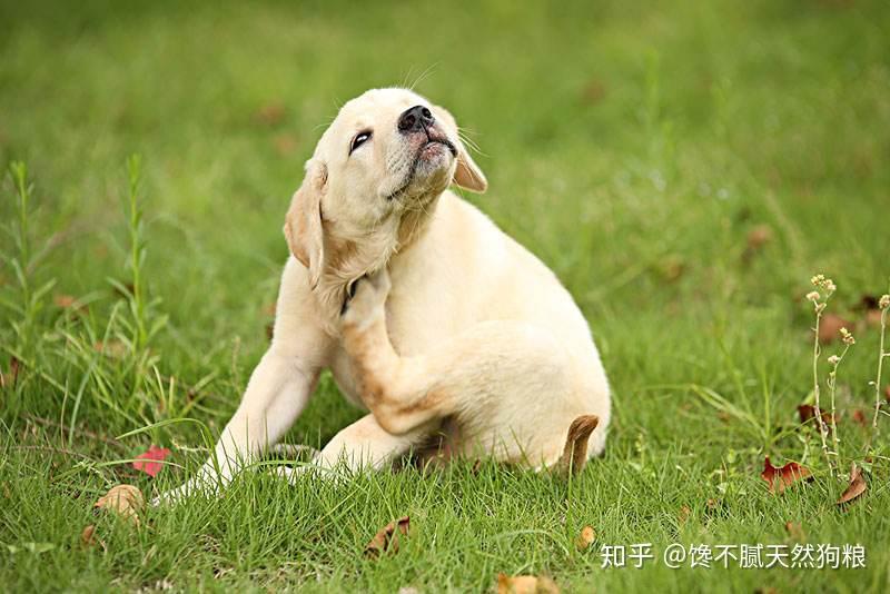 狗狗有这些行为,赶紧给它驱虫,再拖身体就"爬满虫"了! - 知乎
