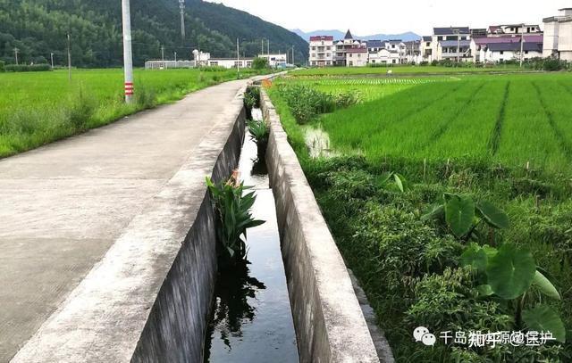 只是排灌沟?不,我们要做美丽又净水的生态沟渠 - 知乎