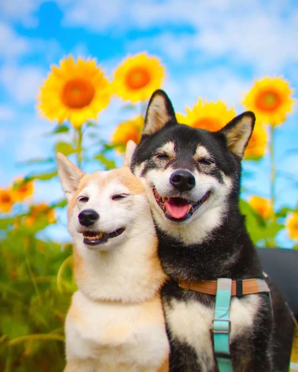 养了11年的柴犬突然抑郁了 背后的故事令人泪目 知乎