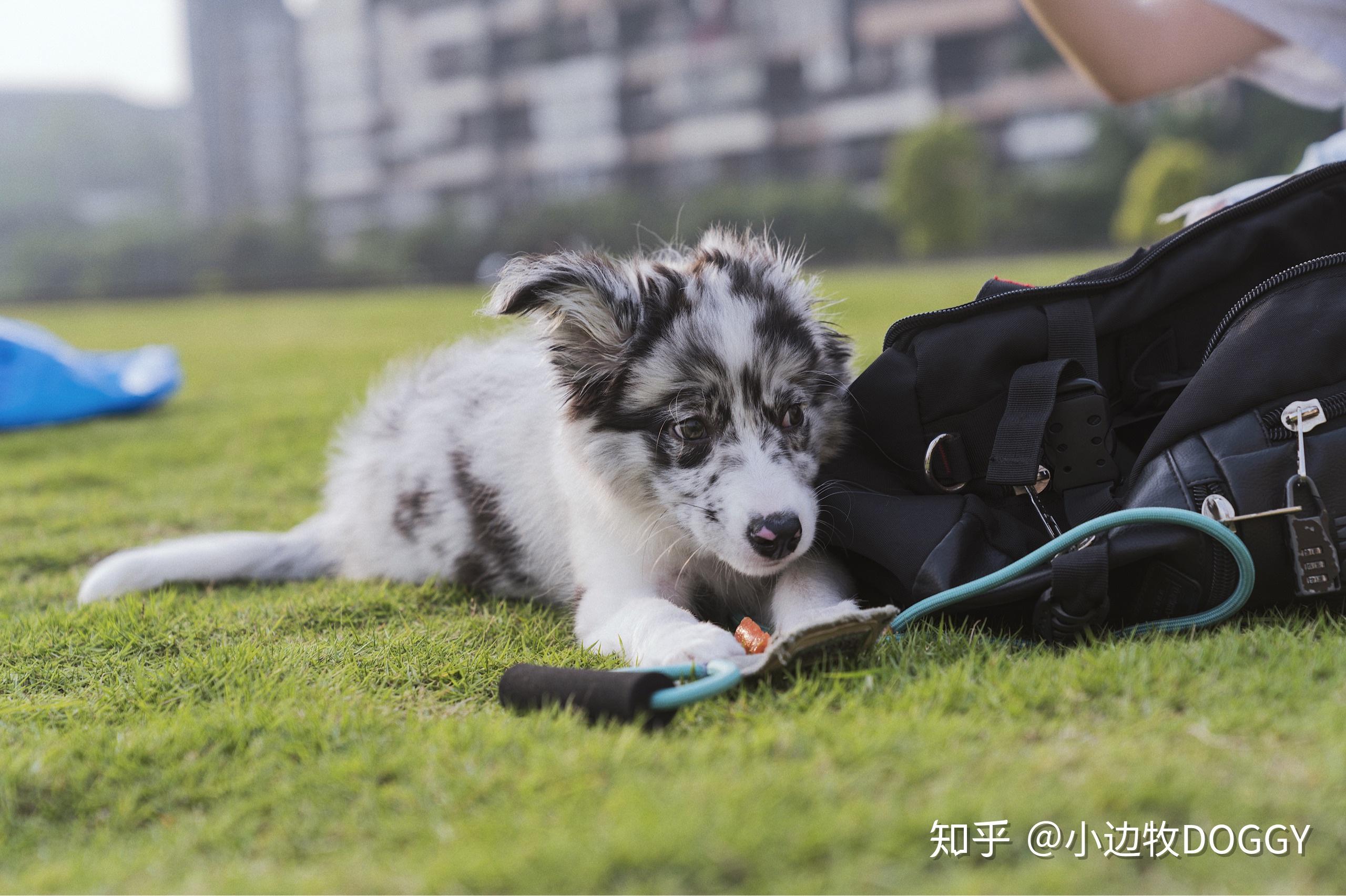 你认为陨石边牧是最帅气的狗吗