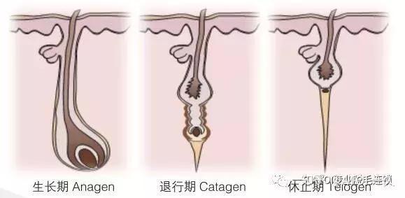 秋季才是脱毛的最佳季节 知乎