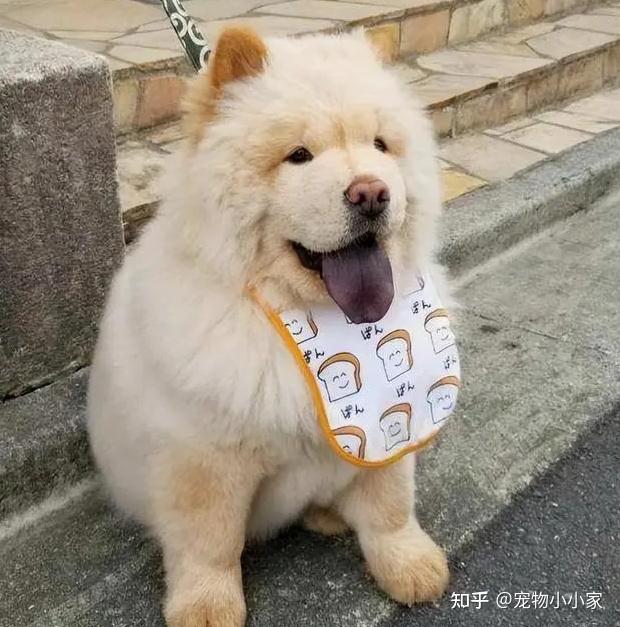 松狮犬的8大优点,怪不得养过的人,都不想换狗了 - 知乎