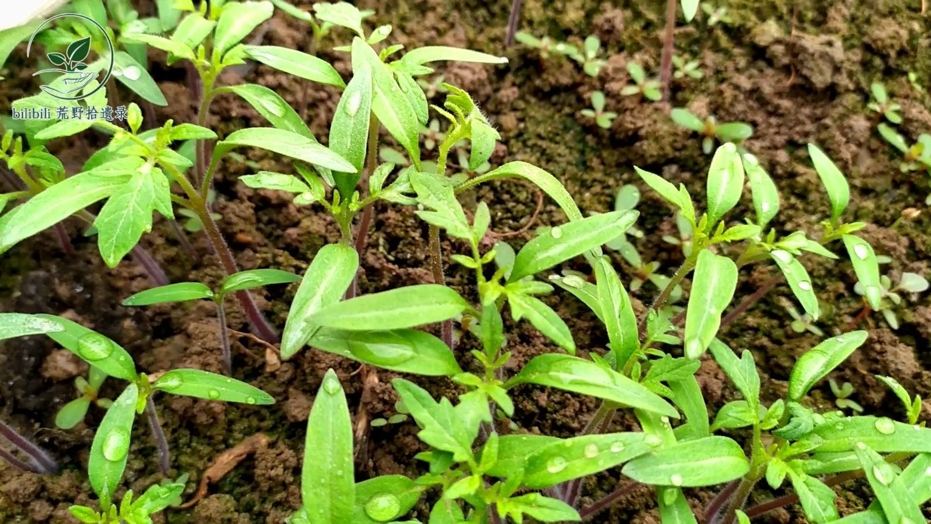 小蘖叶蔷薇(单叶蔷薇)种子播种