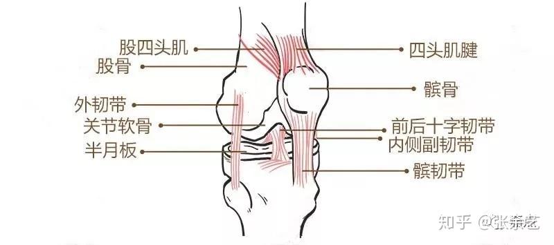悲剧只能朝一侧打弯又叫屈戌关节膝关节是人体最大最复杂的关节part1